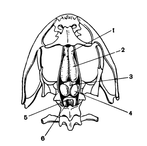Головной мозг лягушки в черепной коробке