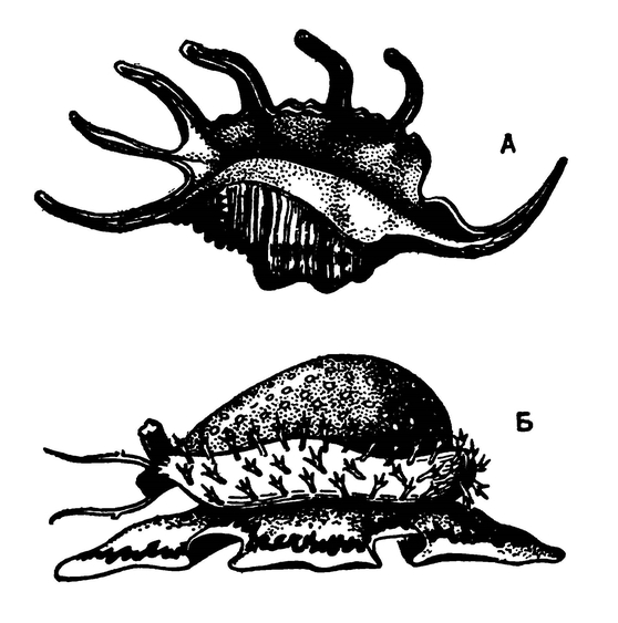 Морские переднежаберные улитки