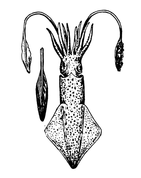 Современный кальмар и (слева) его «перо» (остаток внутренней раковины)