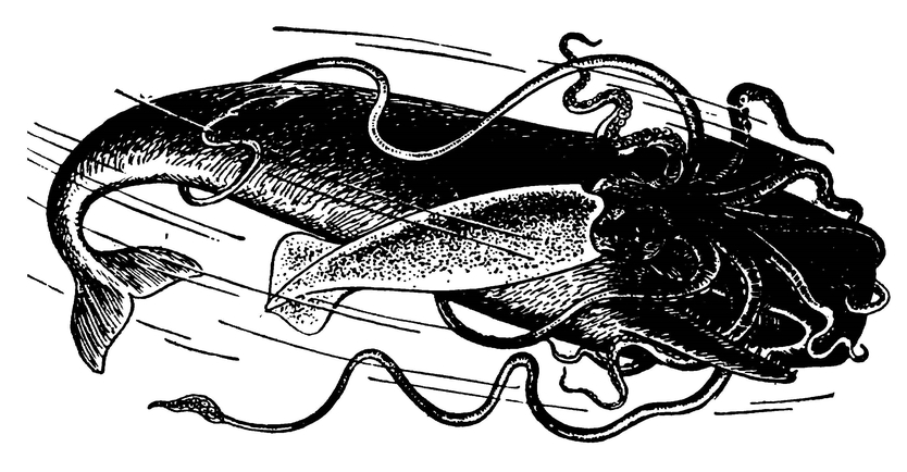 Схватка кашалота с гигантским кальмаром