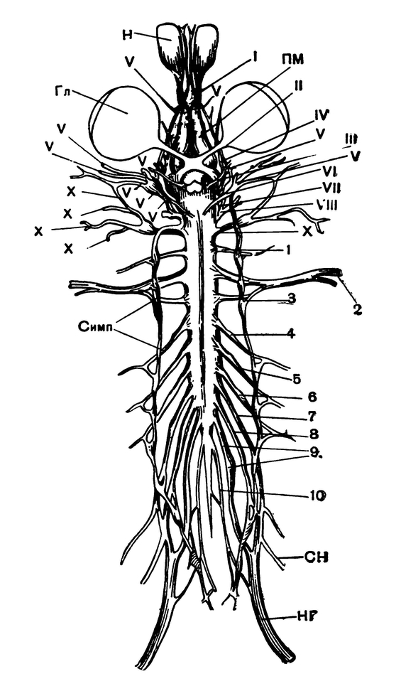 Нервная система лягушки (вид с брюшной стороны)