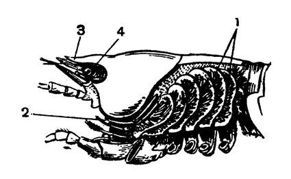 Жабры речного рака
