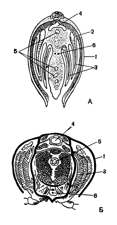 Сравнение поперечных разрезов ракушки (А) и речного рака (Б)
