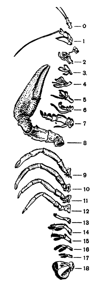 Ходильные конечности у рака. Строение мандибулы ракообразных. Максиллы и мандибулы у ракообразных. Мандибула ракообразных схема. Строение ходильных ног ракообразных.
