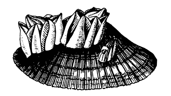 «Морские жёлуди» на раковине моллюска