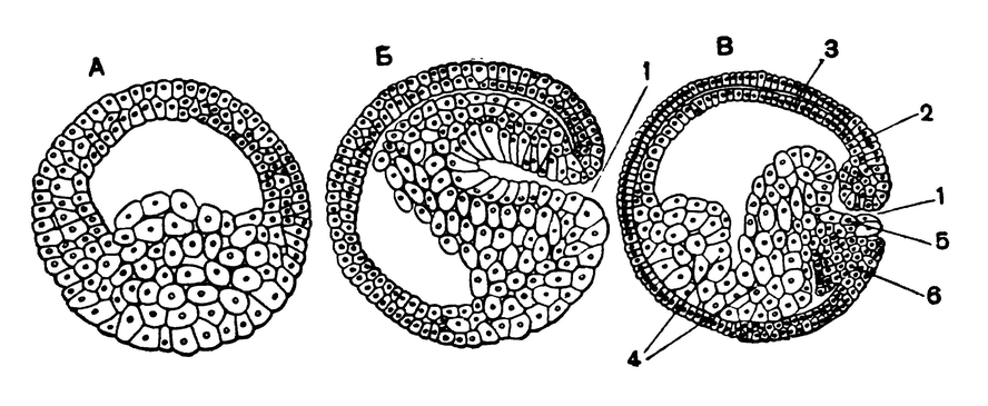 Образование гаструлы у амфибий