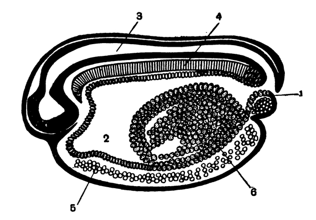 Продольный разрез зародыша лягушки