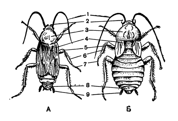 Самец (А) и самка чёрного таракана (Б)