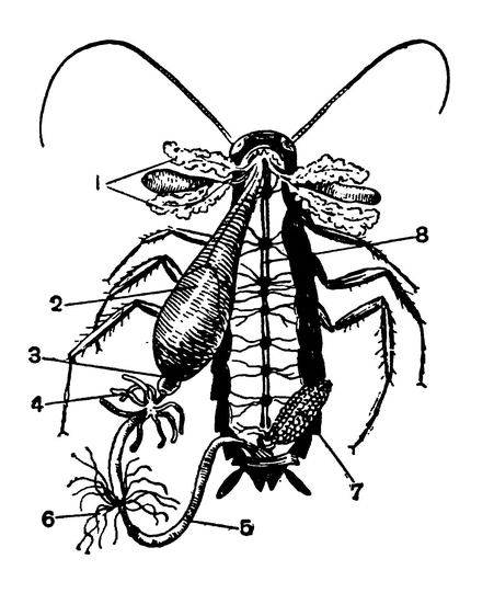 Внутреннее строение таракана