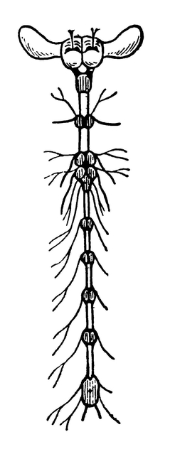 Нервная система насекомого