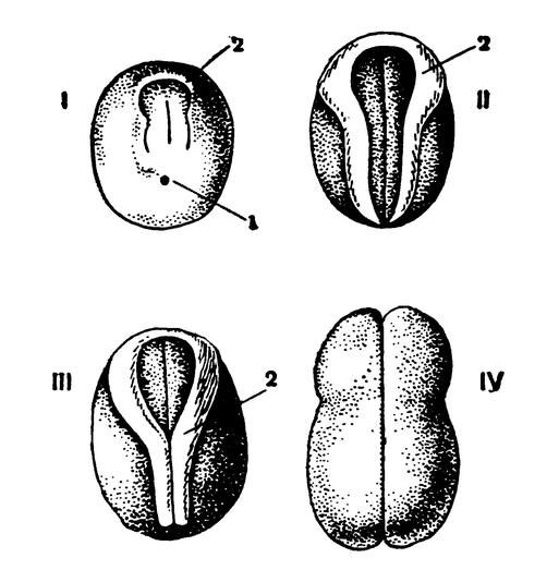 Образование мозговых валяков и нервной трубки у зародыша лягушки (вид сверху)