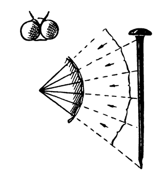Схема, поясняющая мозаичное зрение насекомых