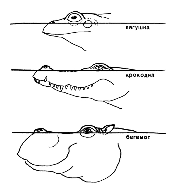Головы лягушки, крокодила и бегемота