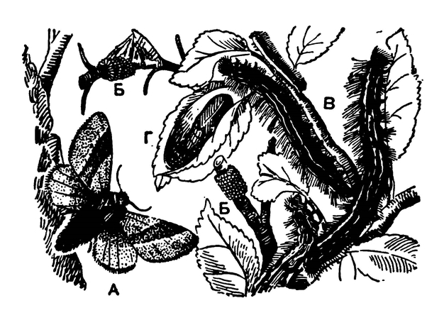 Кольчатый шелкопряд (самка)