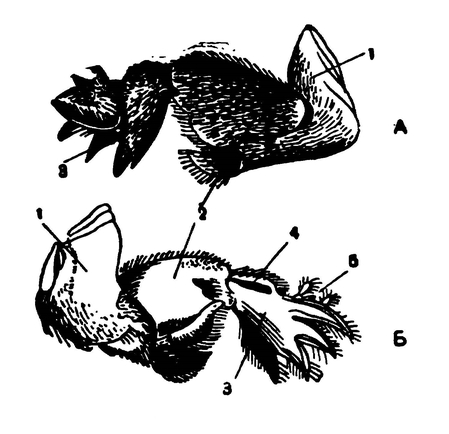 Роющая передняя нога медведки с наружной (А) и внутренней (Б) стороны