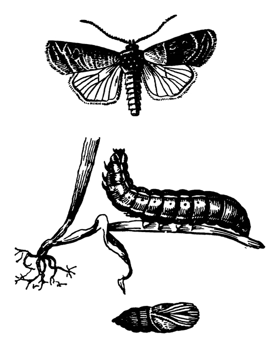 Озимая совка, её гусеница и куколка