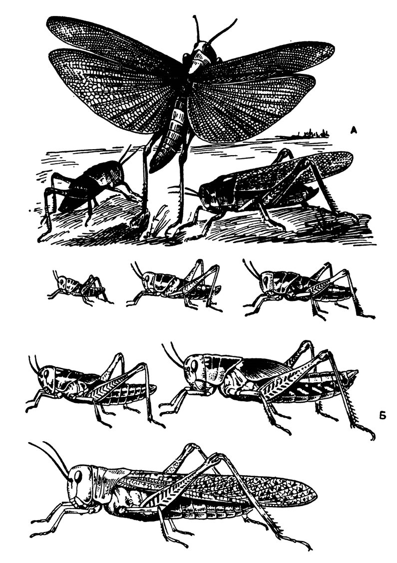 Какой тип развития у саранчи. Азиатская Саранча личинка. Цикл саранчи. Саранча Сибирская. Размножение саранчи.