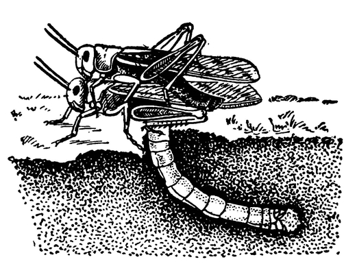 Саранча, откладывающая кубышку