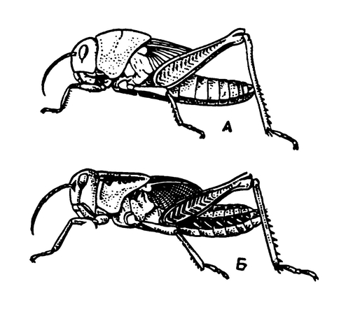 Одиночная (А) и стадная (Б) фазы саранчи (личинки 5-го возраста)
