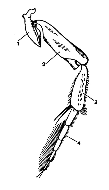 Задняя (левая) нога плавунца