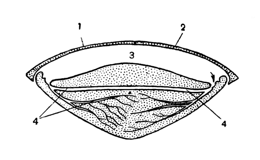 Поперечный разрез тела плавунца в области 3-го сегмента брюшка