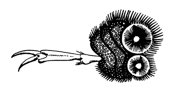 Передняя ножка самца плавунца, снабжённая присосками