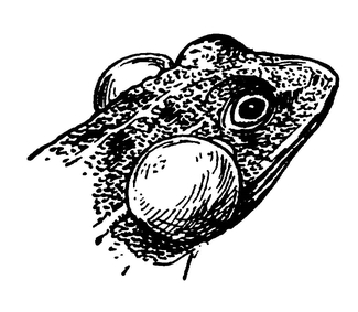 Голова квакающей лягушки