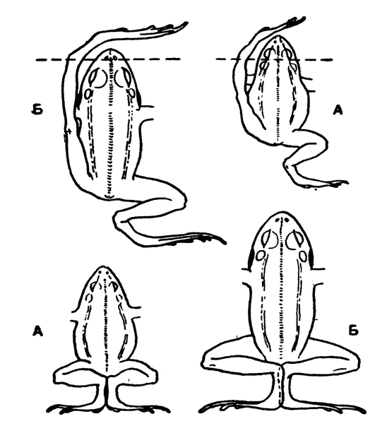 Контуры прудовой (А) и озёрной (Б) лягушек