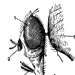 Голова и хоботок мухи