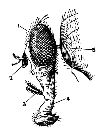 Голова и хоботок мухи