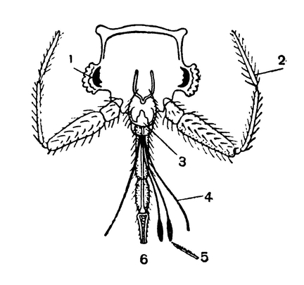 Голова и ротовые части клопа