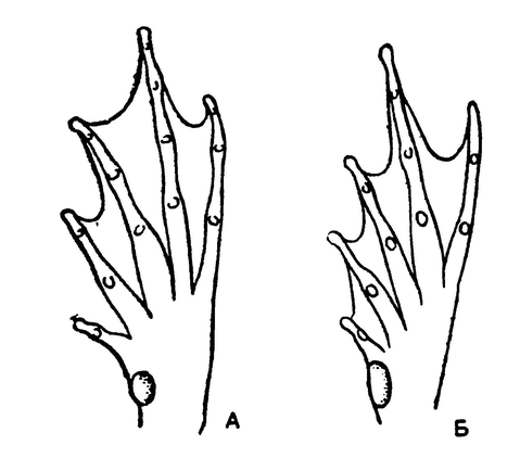 Задние лапки травяной (А) и остромордой (Б) лягушек