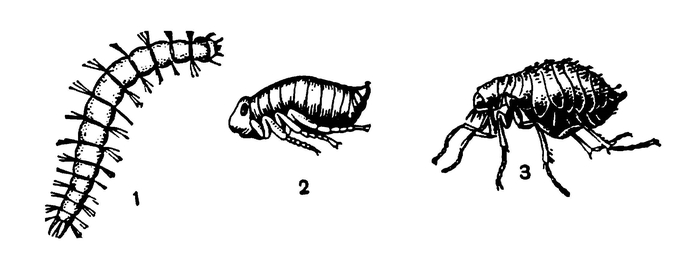 Блоха (3), её личинка (1) и куколка (2)