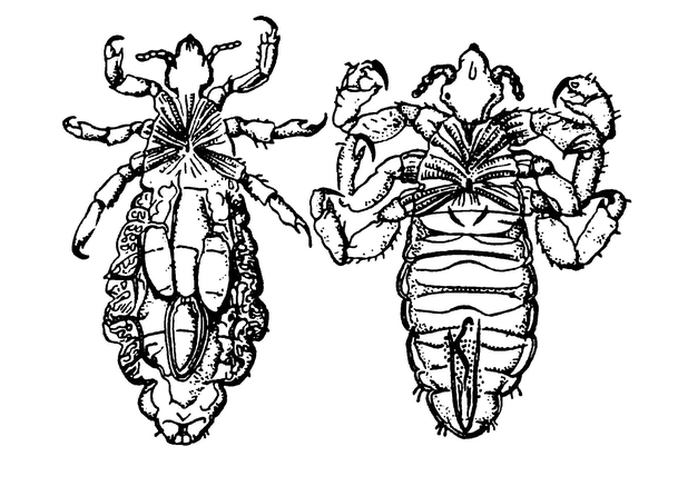 Самка головной вши рисунок. Вошь платяная (Pediculus humanus humanus. Платяная вошь строение самки. Головная вошь строение.