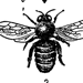Обыкновенная пчела