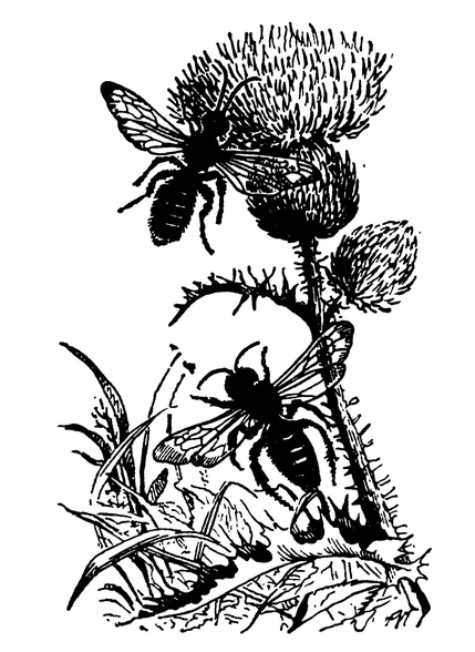 Пчёлы-галикты