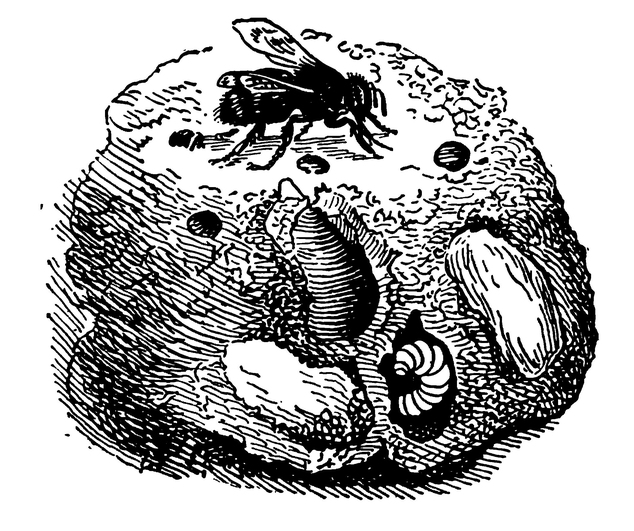 Пчела-халикодома и её гнездо