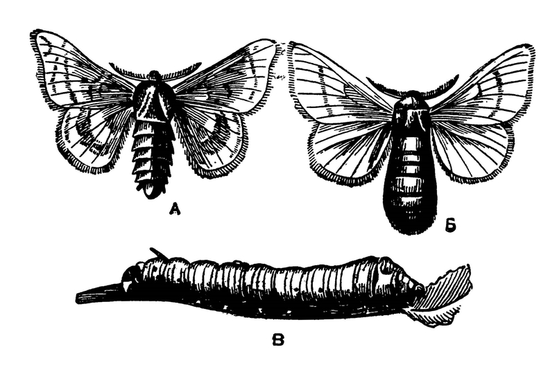 Стадии тутового шелкопряда. Тутовый шелкопряд самка и самец. Внешнее строение тутового шелкопряда. Тутовый шелкопряд строение. Тутовый шелкопряд гусеница.