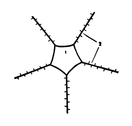Схема нервной системы морской звезды