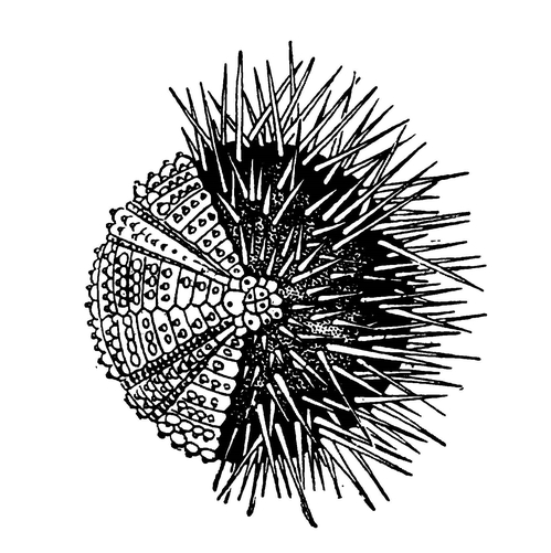 Внешний вид морского ежа с наполовину удалёнными иглами