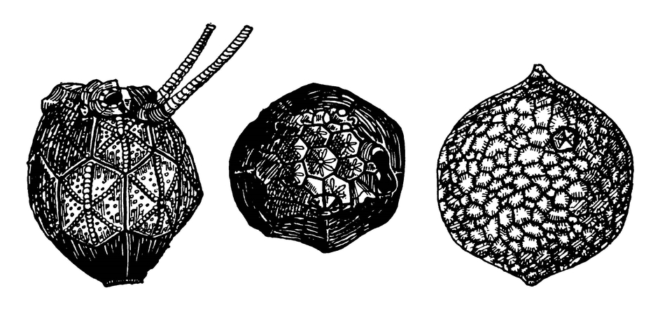 «Морские яблоки» — древнейшие сидячие формы иглокожих