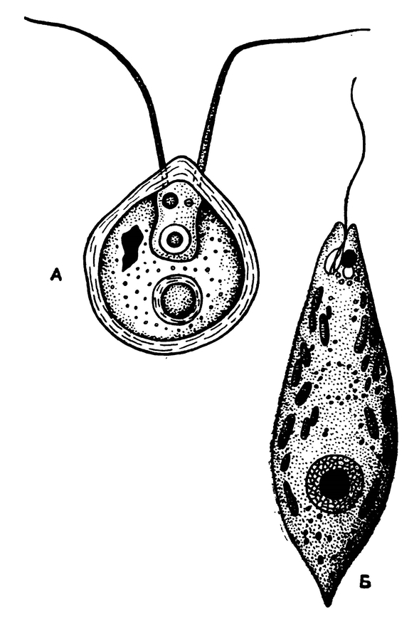 Хламидомонада (А) и эвглена зелёная (Б)