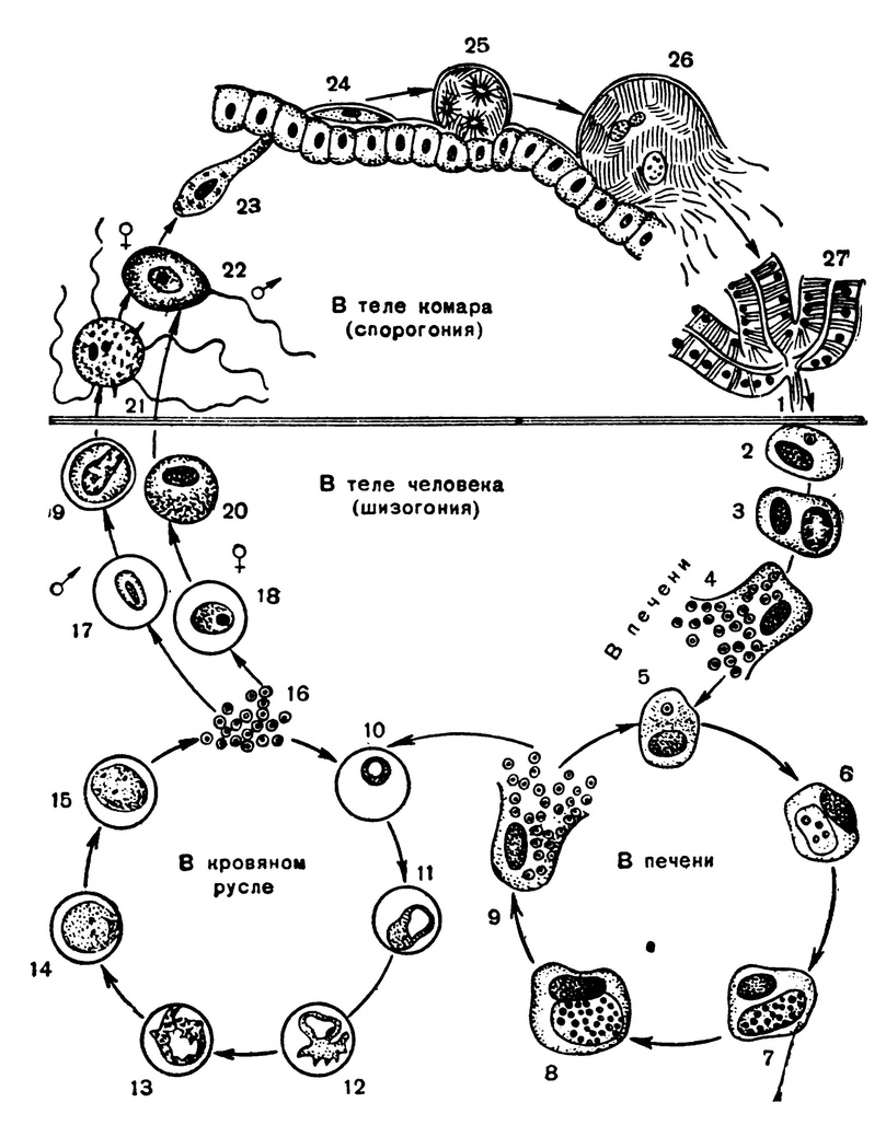 Цикл малярии. Жизненный цикл малярийного плазмодия. Цикл развития малярийного плазмодия схема. Жизненный цикл малярийного плазмодия схема. Жизненный цикл развития малярийного плазмодия схема.
