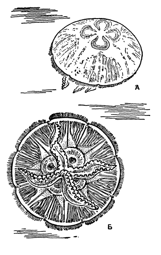 Медуза аврелия