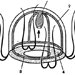 Схема строения гидромедузы