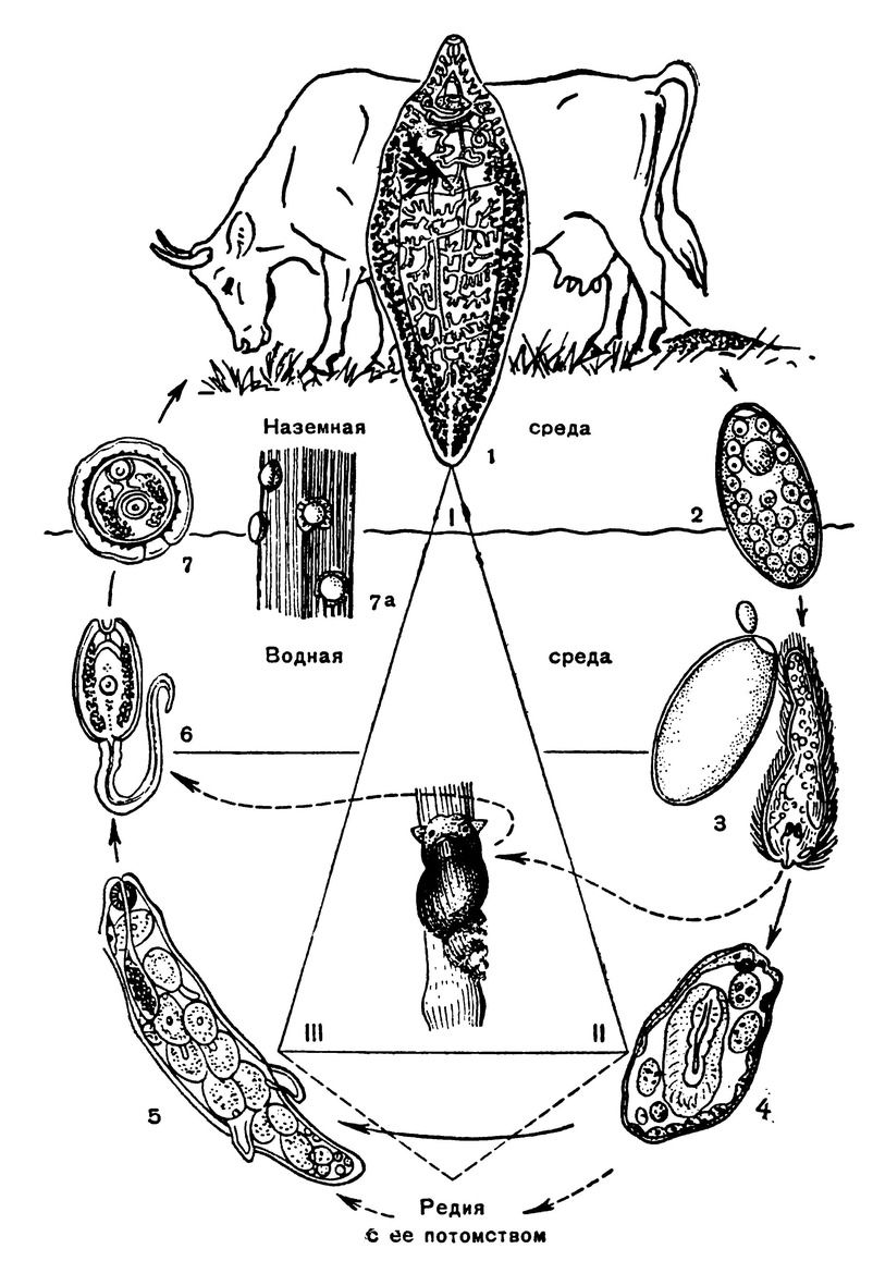 Печеночная двуустка жизненный цикл. Цикл развития печеночного сосальщика. Цикл развития печеночного сосальщика схема 7. Схема жизненного цикла печеночного сосальщика. Цикл печеночного сосальщика биология.