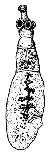 Ленточная форма эхинококка (×15)