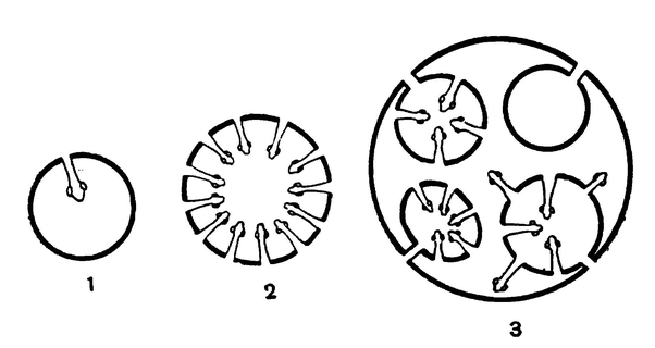 Схема пузырчатых форм цепня (1), ценура (2) и эхинококка (3)