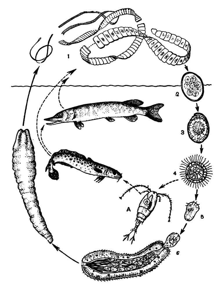 Цикл развития лентеца широкого