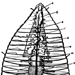 Передняя часть вскрытого червя